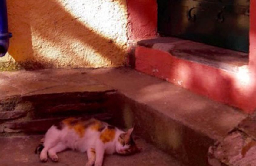 collioure chat porte pyrenees orientales