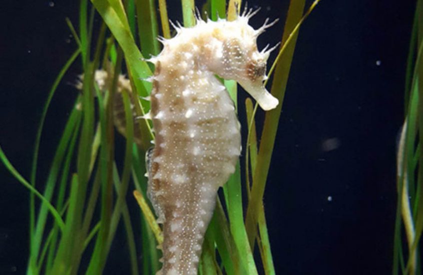 bio diversarium banuyls sur mer occitanie hippocampe