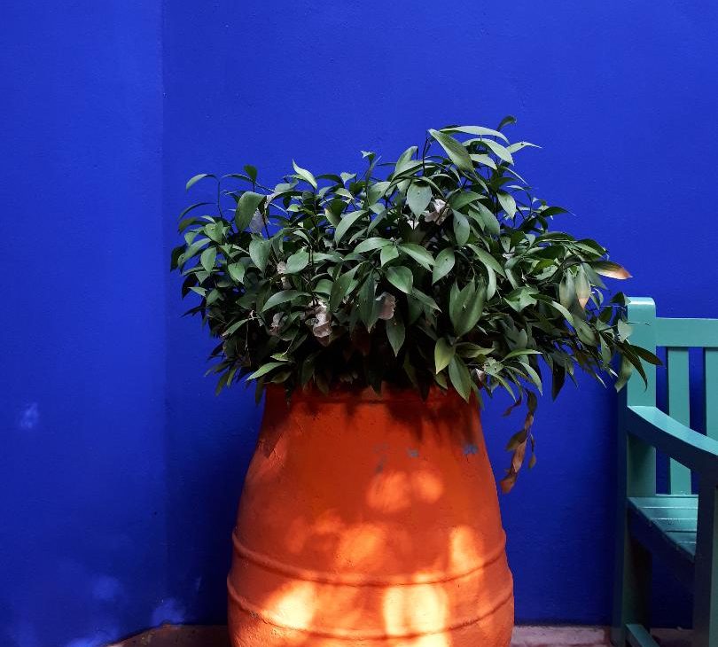 jardin Majorelle Marrakech