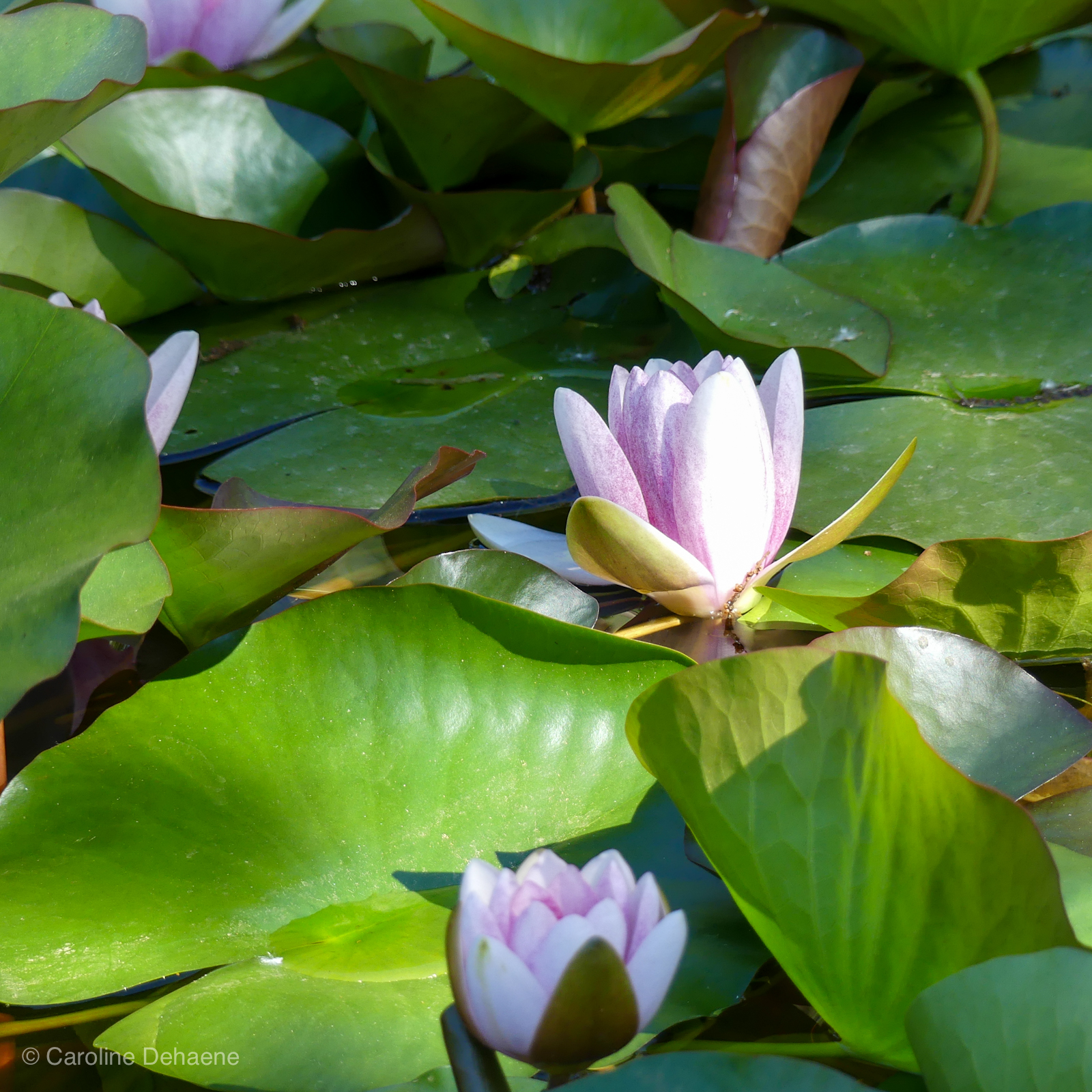 lotus nénuphars