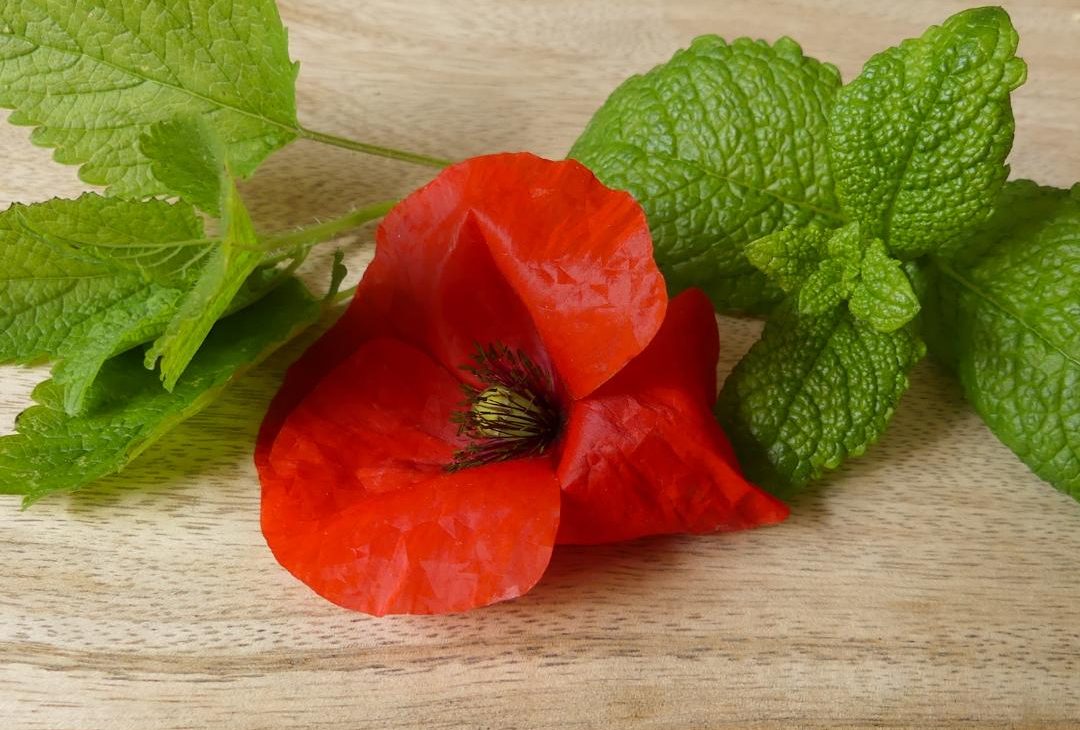 sirop coquelicot