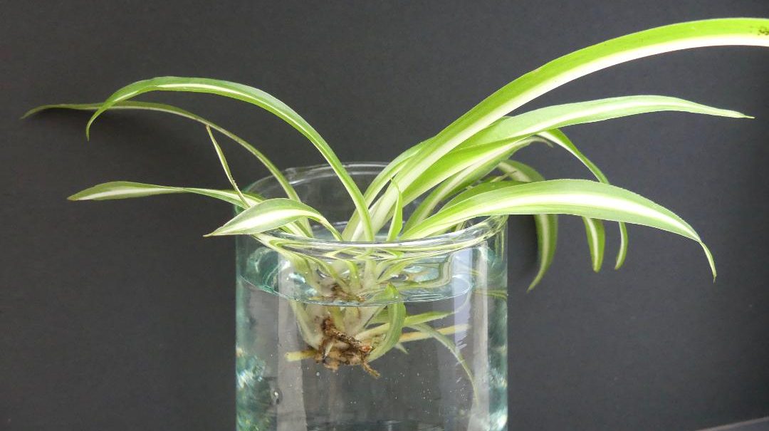 Plantes Araignées (chlorophytum) : Comment les Entretenir