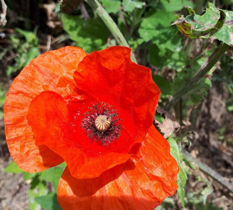 sirop coquelicot