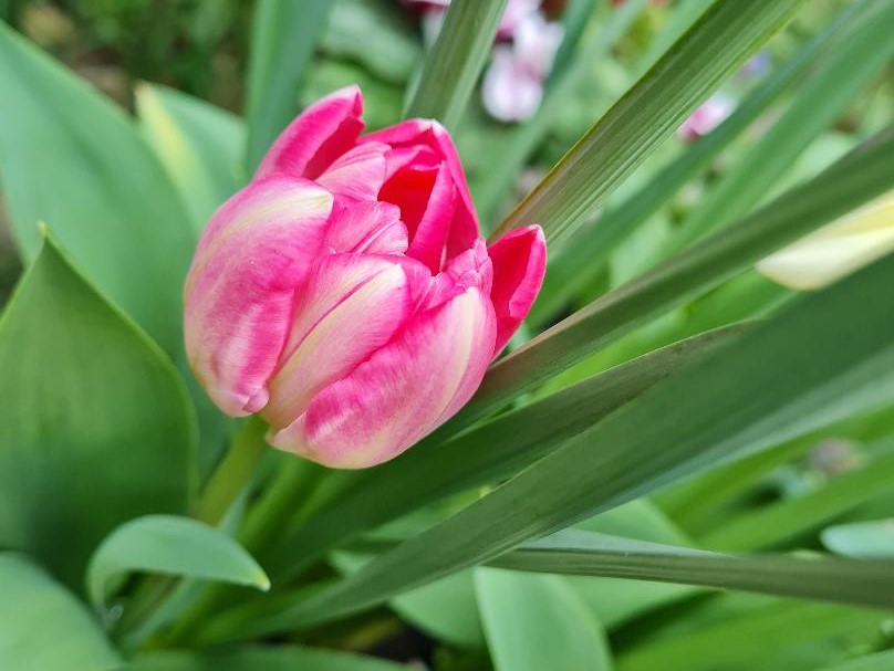tulipe upstar