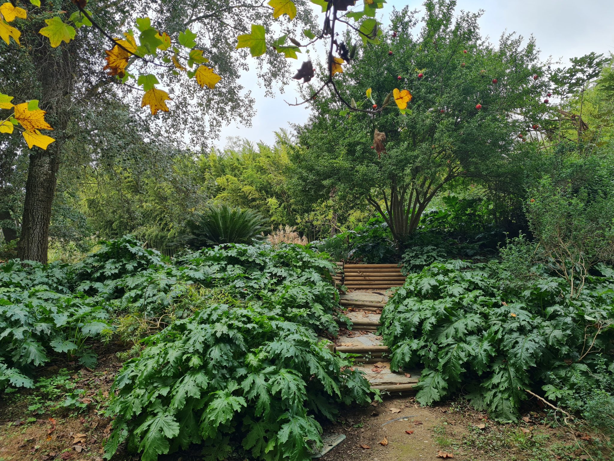 Le jardin des plantes des Capellans - Gris Fluo & Green