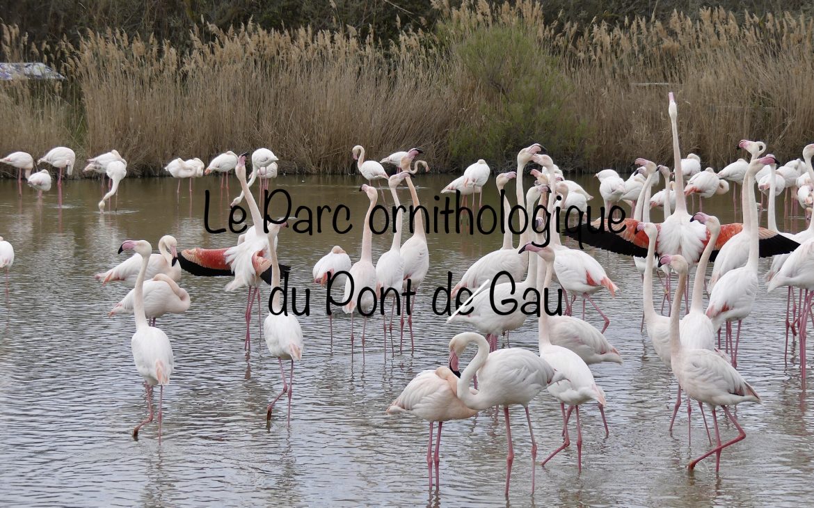 Parc ornithologique du Pont de Gau