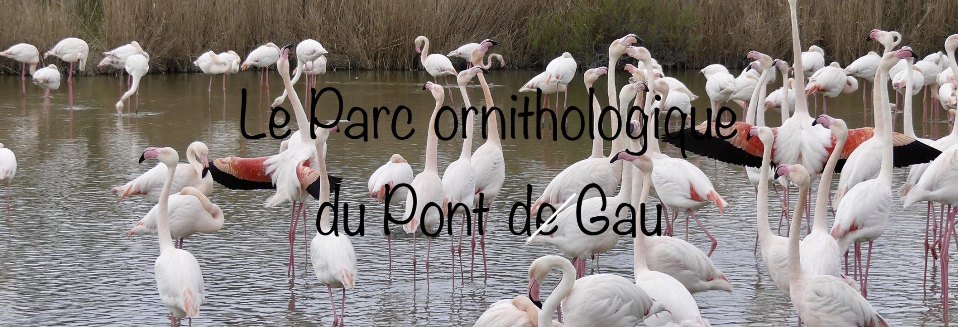 Parc ornithologique du Pont de Gau