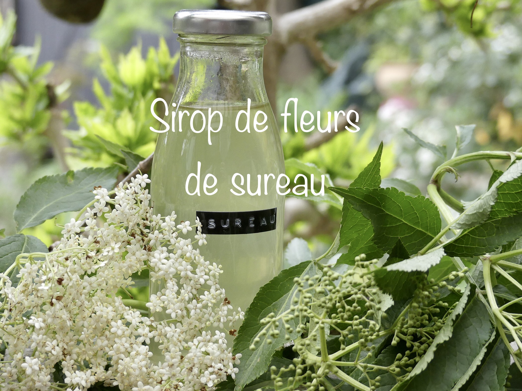 Sirop de fleurs de sureau - Gris Fluo & Green