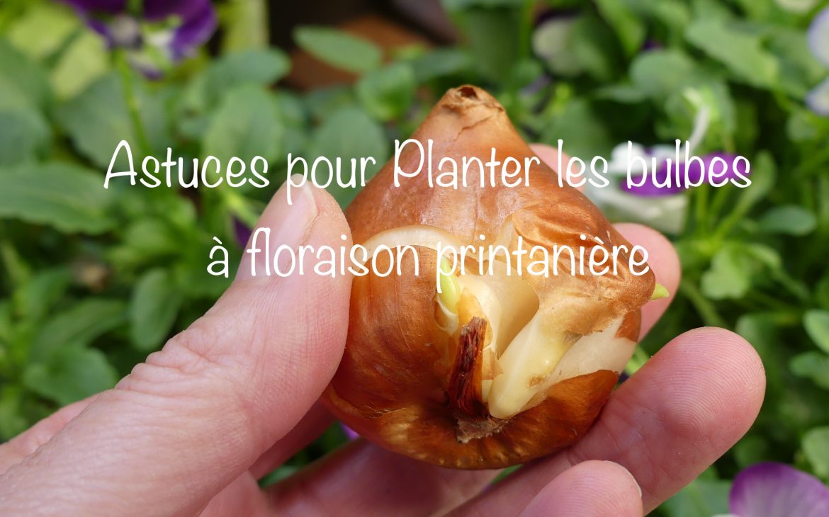 bulbes de printemps