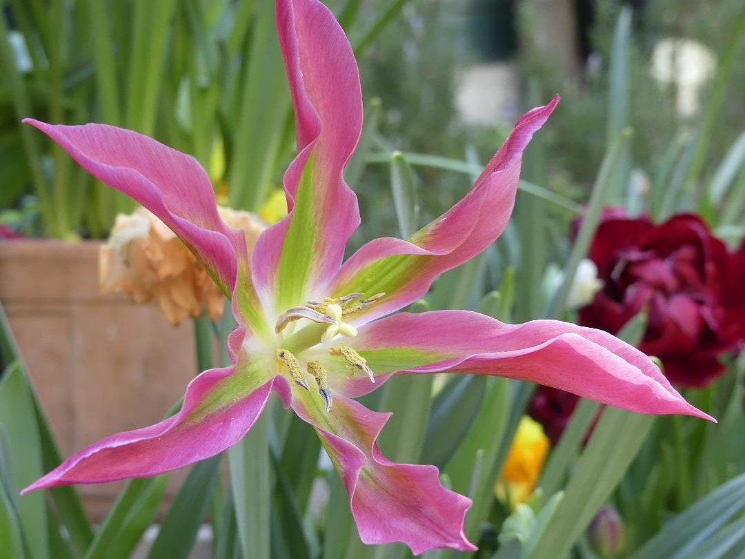 tulipe virichic